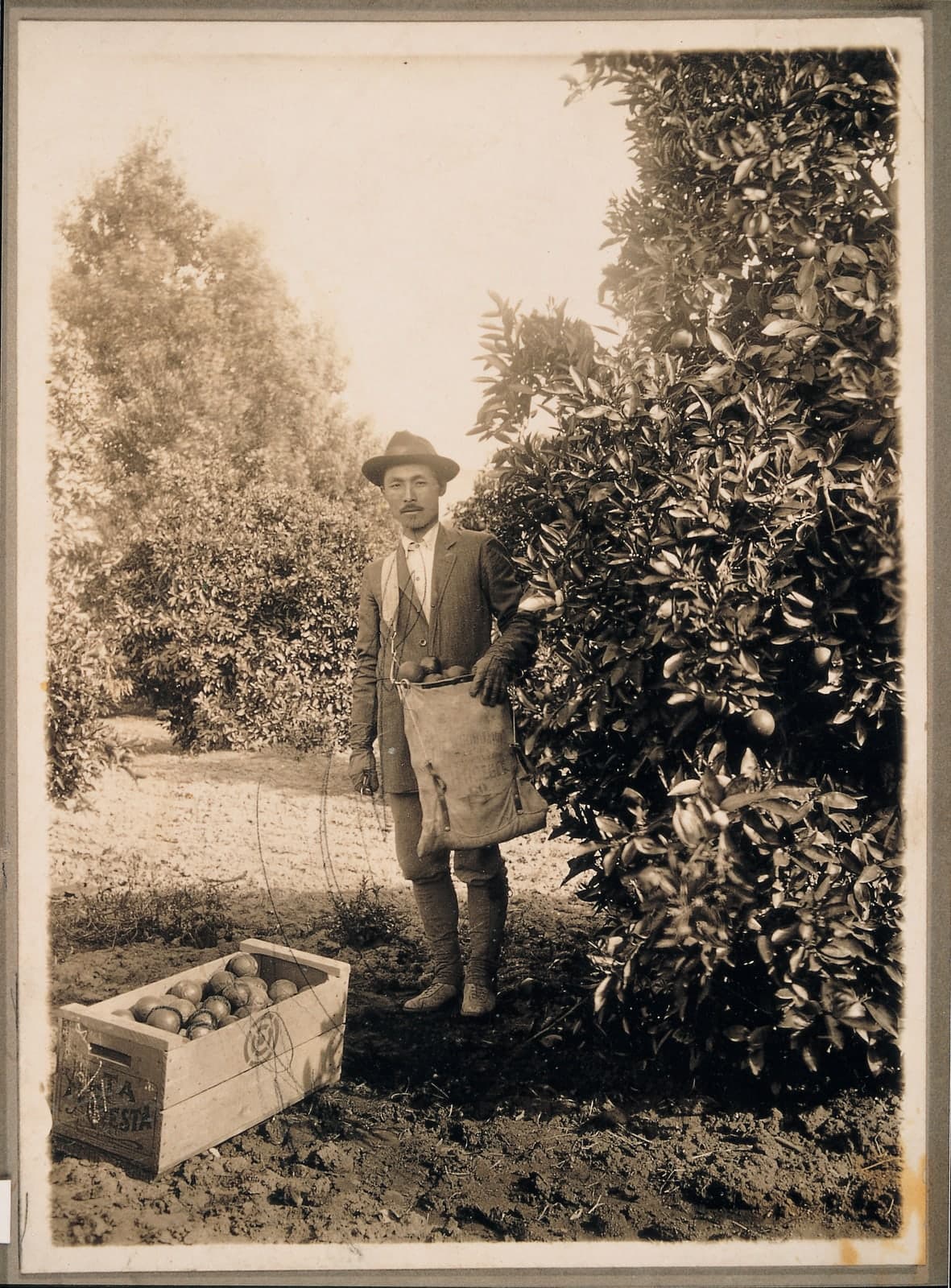 In the Citrus Grove