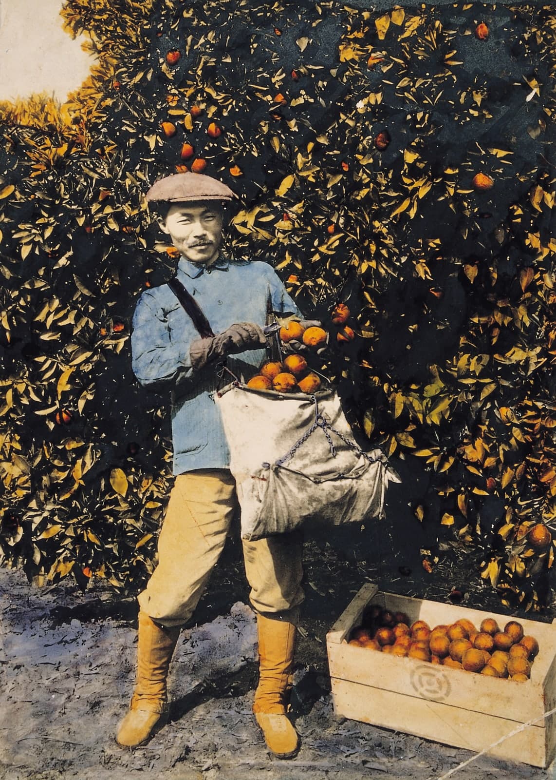 Korean Orange Picker (colorized)